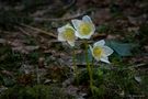 Schneerose von da reini