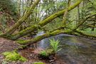 Waldmotive, hier: Frühlingserwachen am Lautenbach (10) von hpros