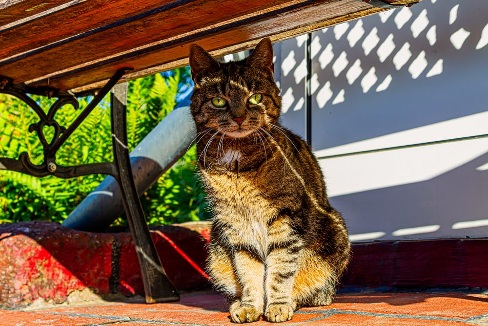 Lichtspiel mit Katze von RaRoggendorf