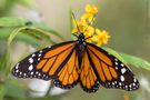 Danaus plexippus de Aldo Díaz Matute