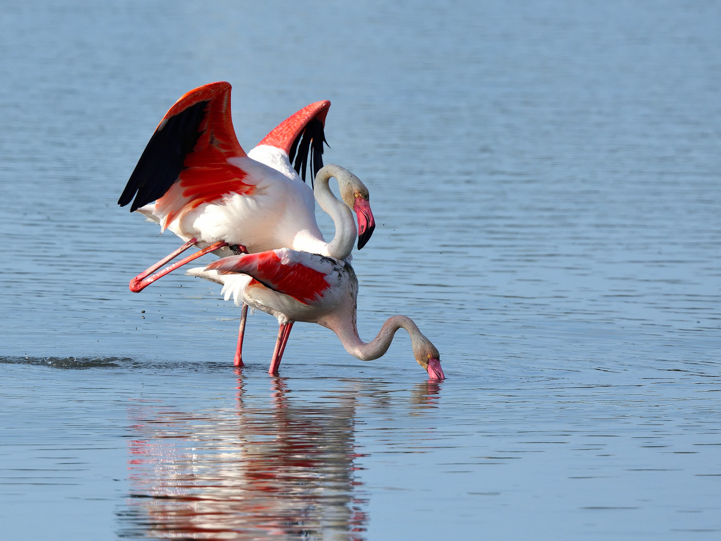 9_Flamingo Yoga, Dienstag Spiegeltag