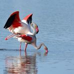 9_Flamingo Yoga, Dienstag Spiegeltag