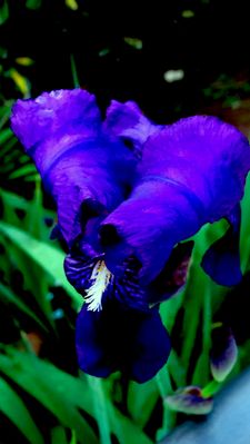 A 1 de Febrero ya nos visitan los Lirios silvestres en el Sur.