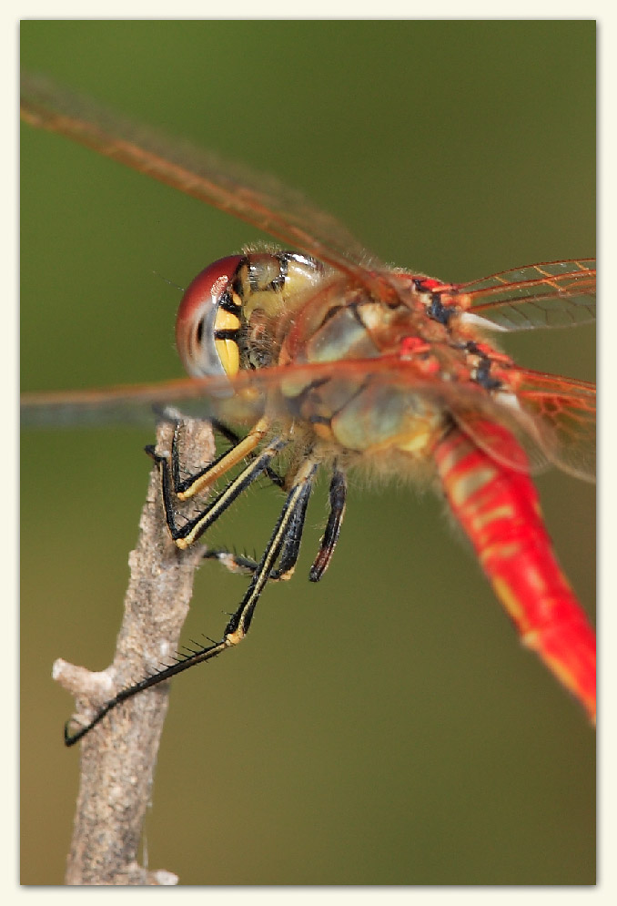 A 5 1/2 legged Dragonfly