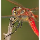 A 5 1/2 legged Dragonfly