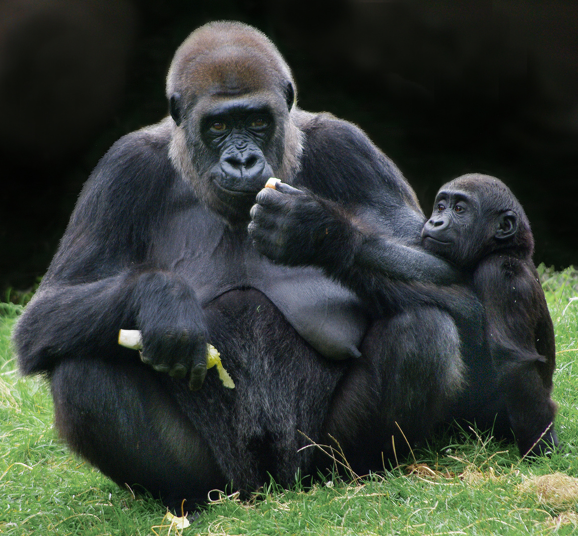 "ça a l'air bon ce que mange ma maman !" (Gorilla gorilla gorilla, gorille des plaines)