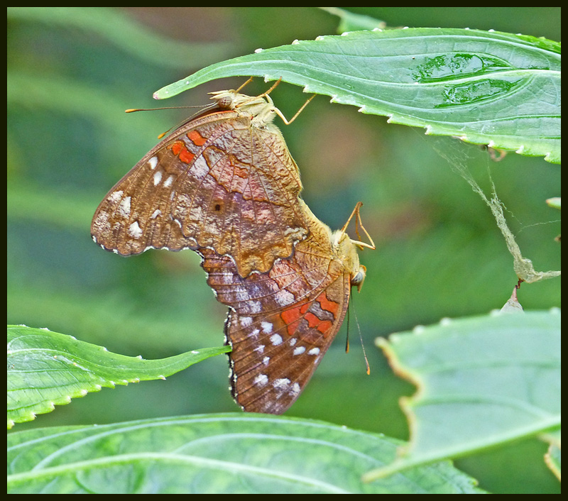 A. amthea, Scarlet Peacock