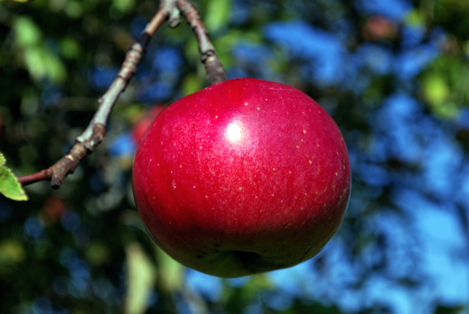 A Apple a Day keeps the Doctor away