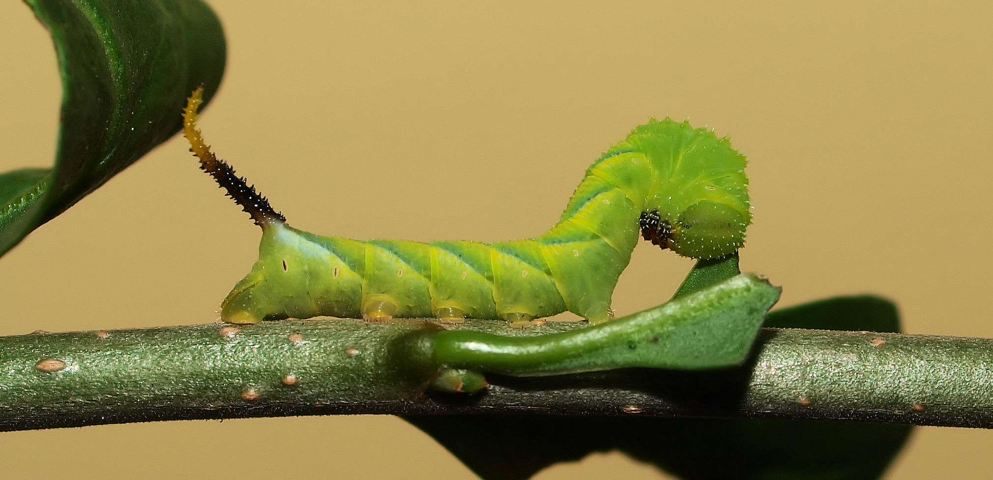 A. atropos