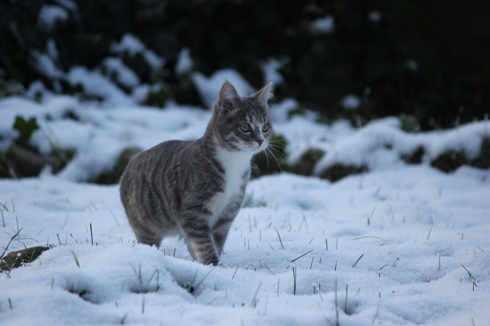 A - B - C - die Katze lief im Schnee...