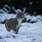A - B - C - die Katze lief im Schnee...
