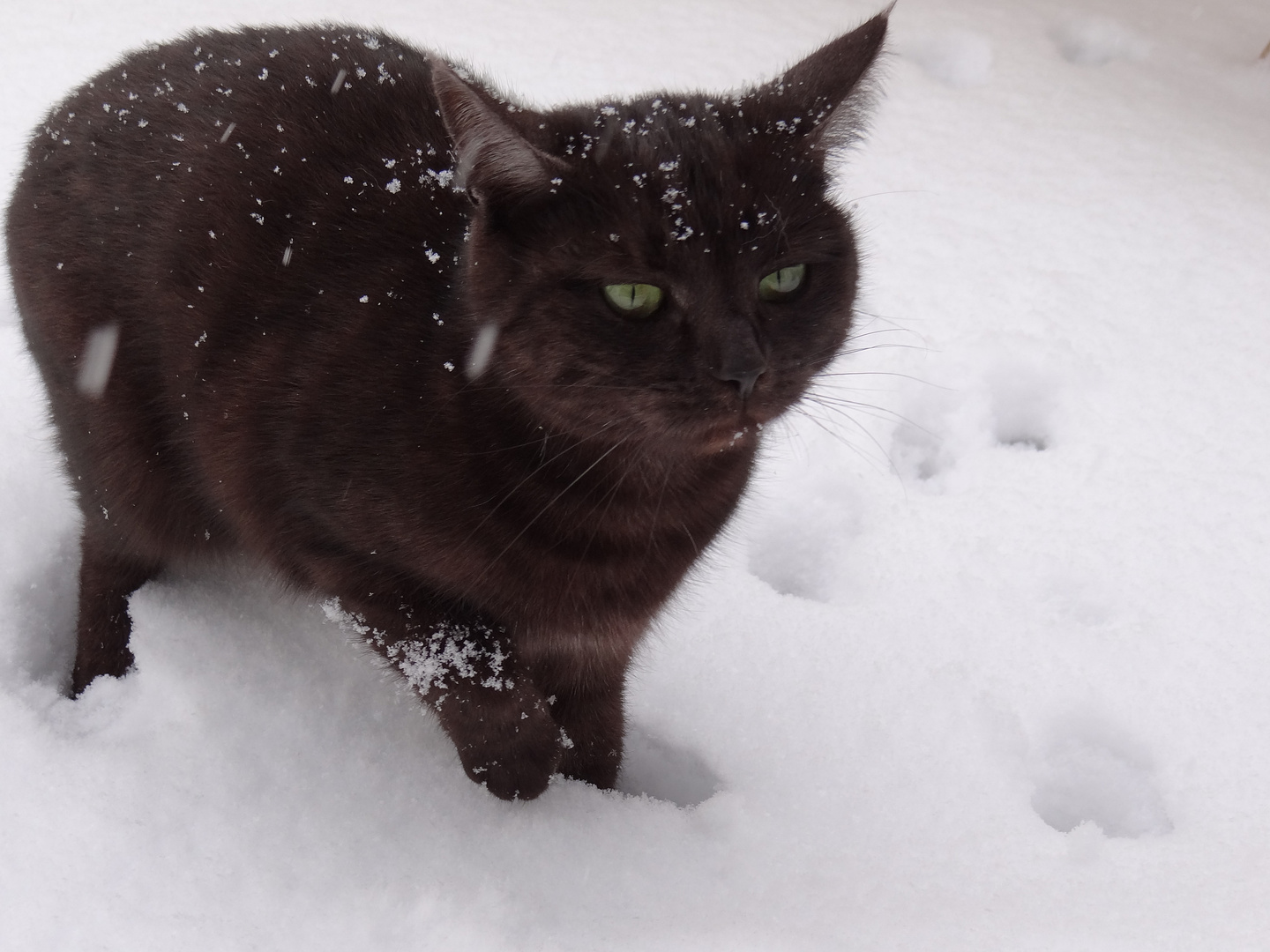 A B C die Katze lief im Schnee