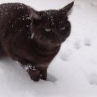 A B C die Katze lief im Schnee