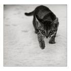 A B C ...  die Katze lief im Schnee