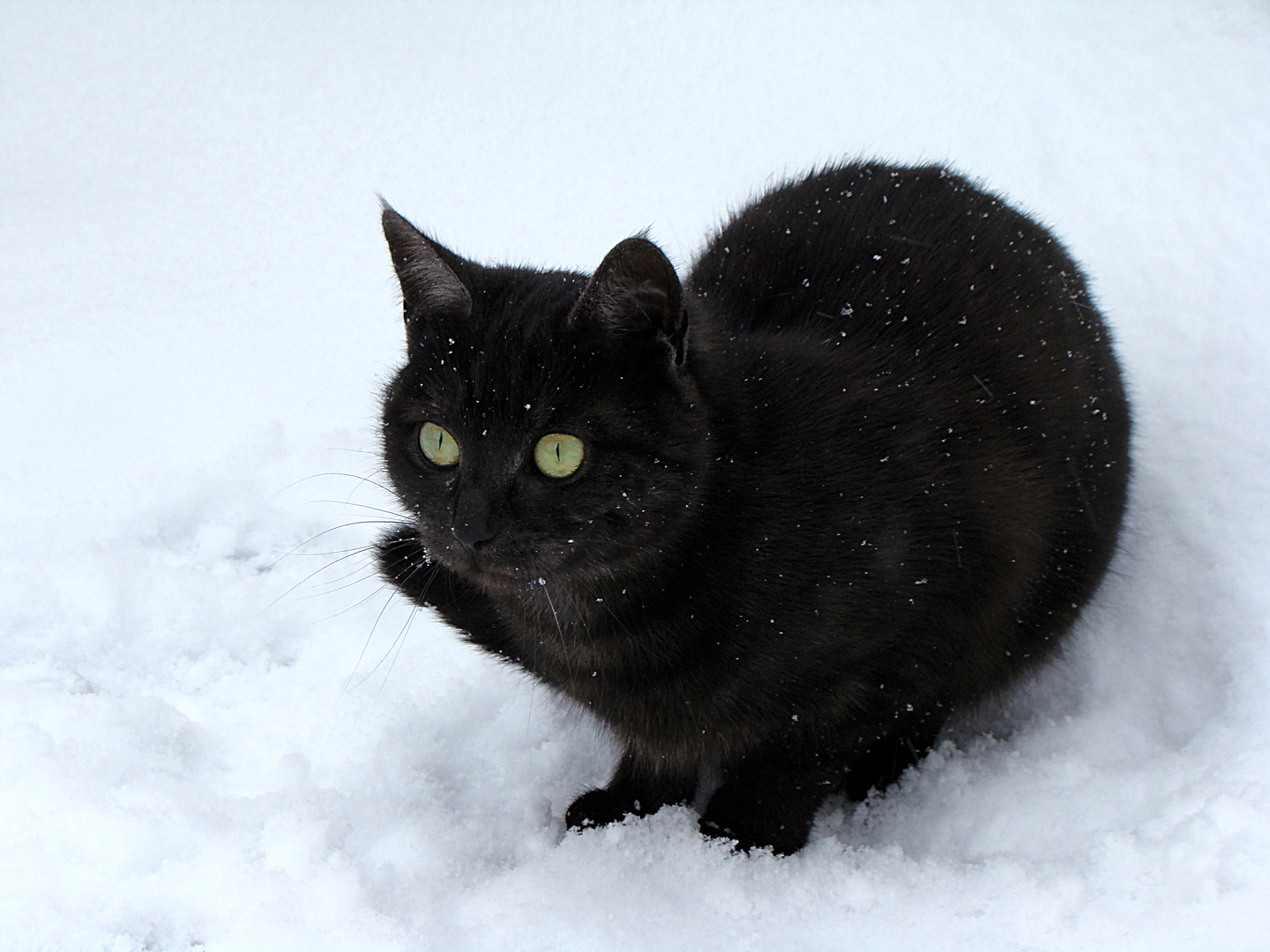 A B C die Katze lief im Schnee