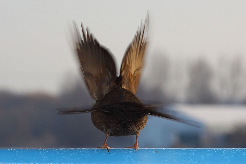 A B F L U G der Amsel-Linie