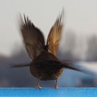 A B F L U G der Amsel-Linie