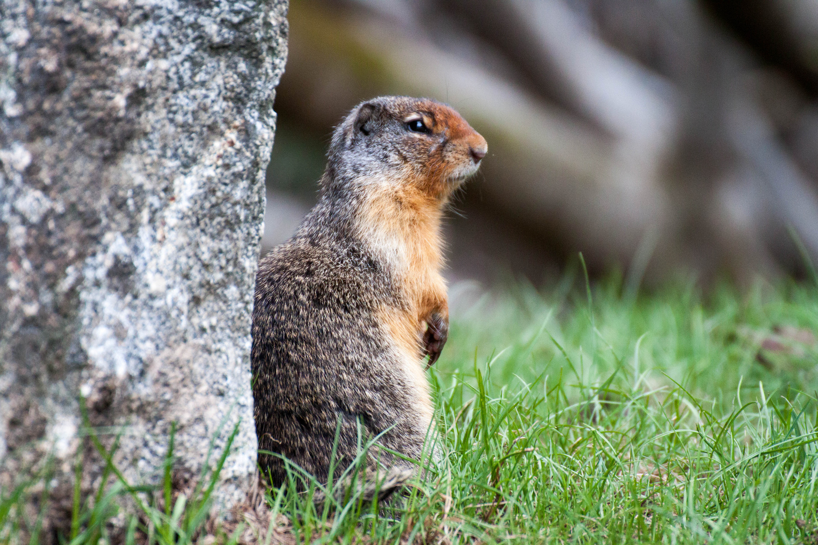 A-, B- oder C- Hörnchen