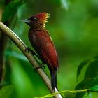 A Banded Woodpecker at Bukit Batok Nature Park ,Singapore