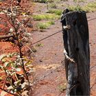 *** A Bearded Dragon on the fence post ***