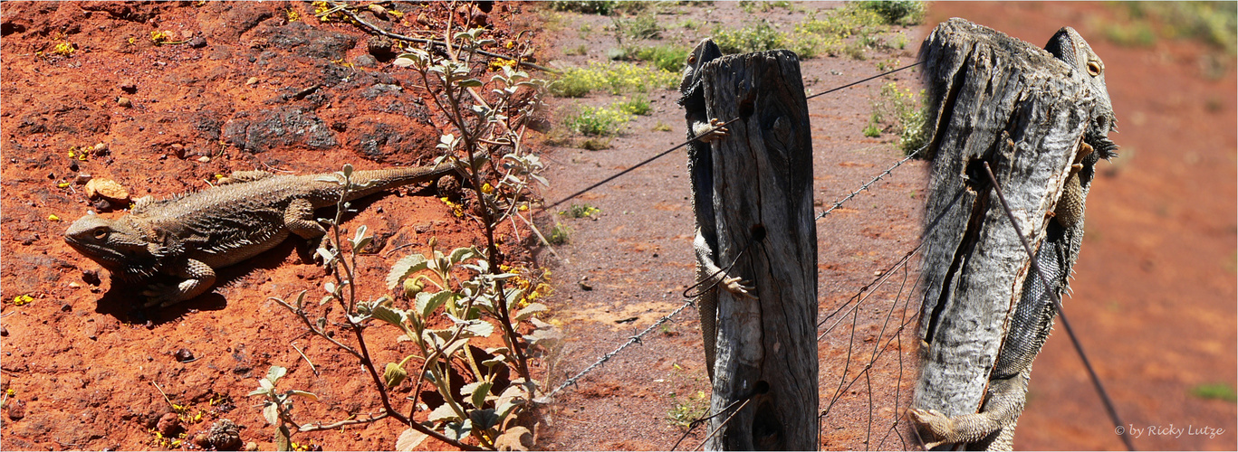 *** A Bearded Dragon on the fence post ***