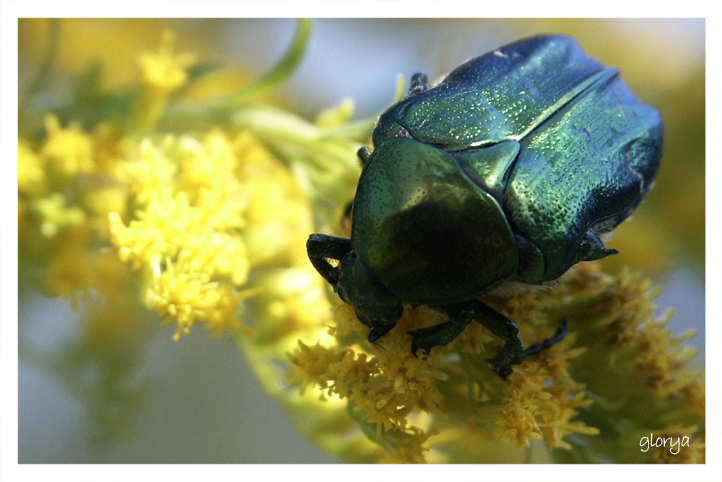 a beatle