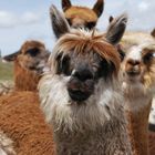 A beautiful alpaca, Puno, Peru