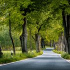 A beautiful avenue somewhere in Germany.