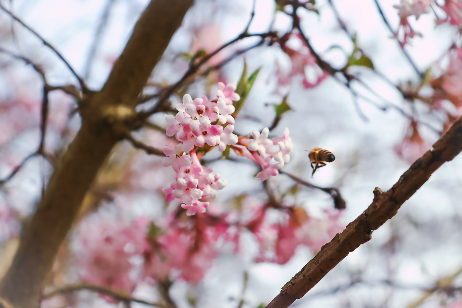 A beautiful day begins with a beautiful mindset