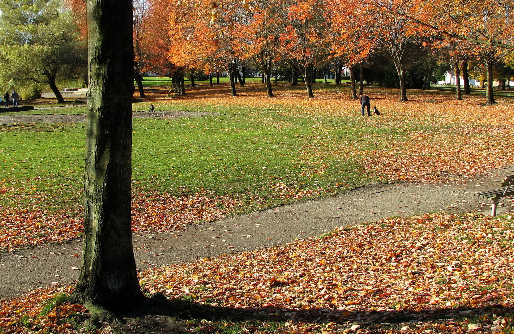 A Beautiful Day in the Park