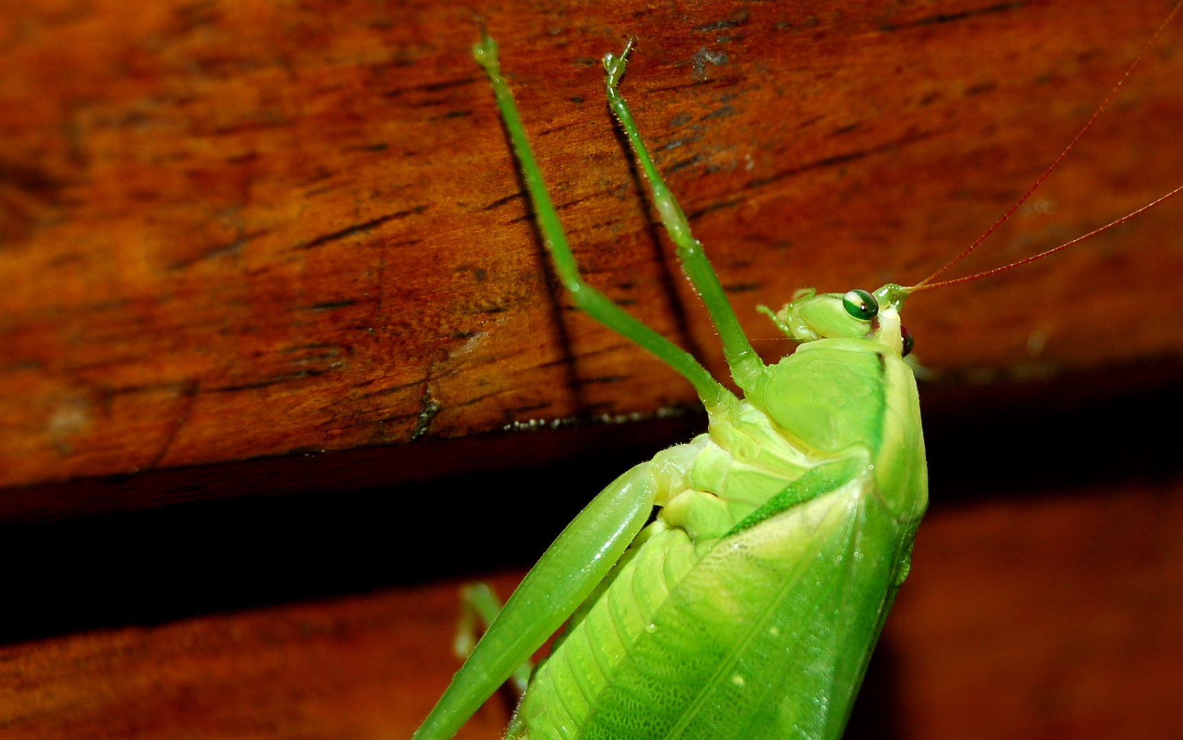 A beautiful guest in my room.