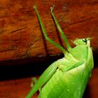 A beautiful guest in my room.