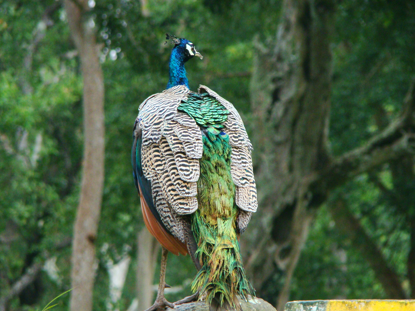 A Beautiful Indian Peacock