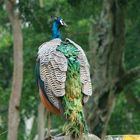 A Beautiful Indian Peacock