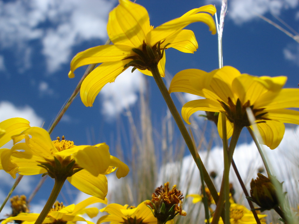 A beautiful little flower on Puno Peru at 3800 m of altitude