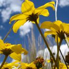 A beautiful little flower on Puno Peru at 3800 m of altitude