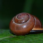 A beautiful little house of the snail !
