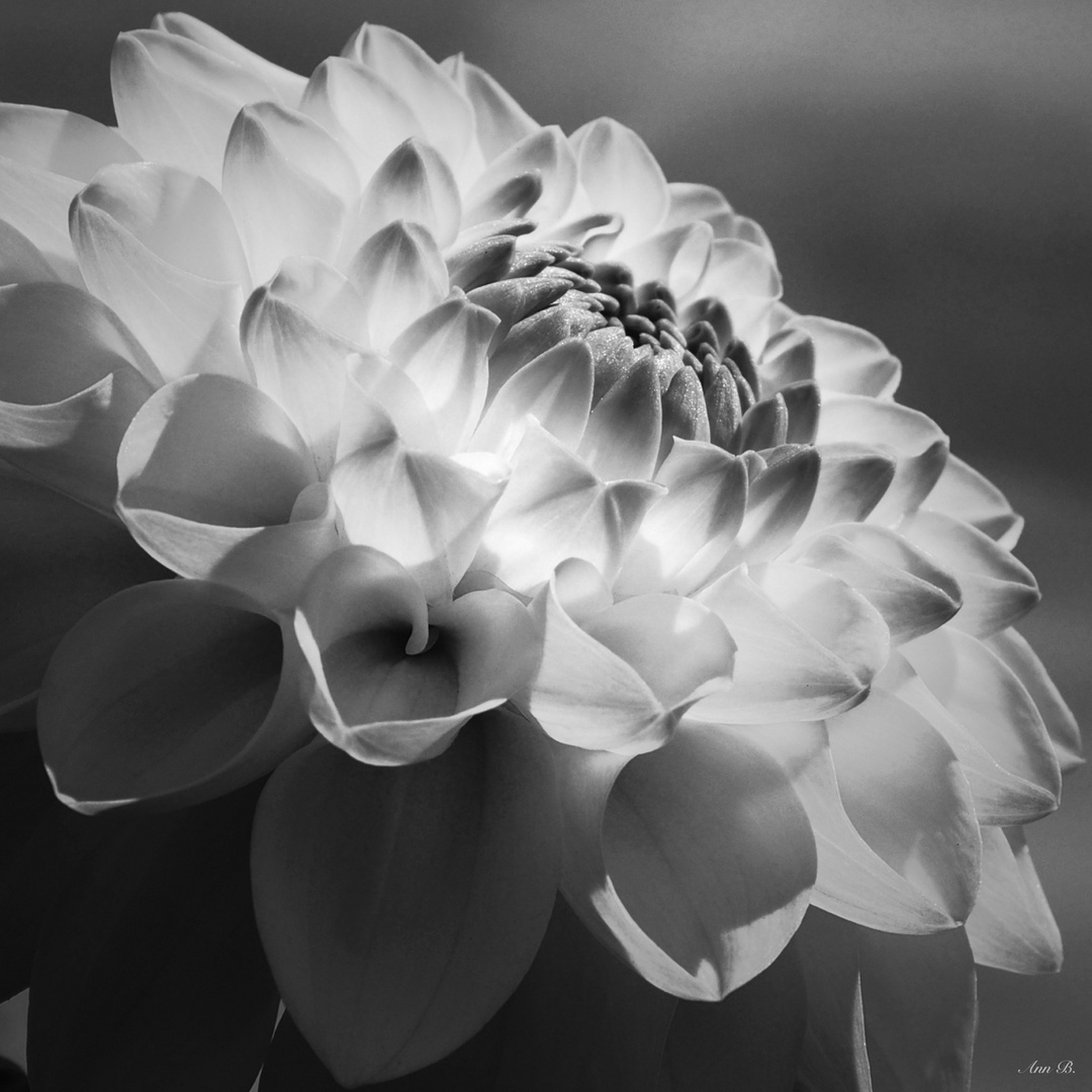 a beauty in black and white during sunset