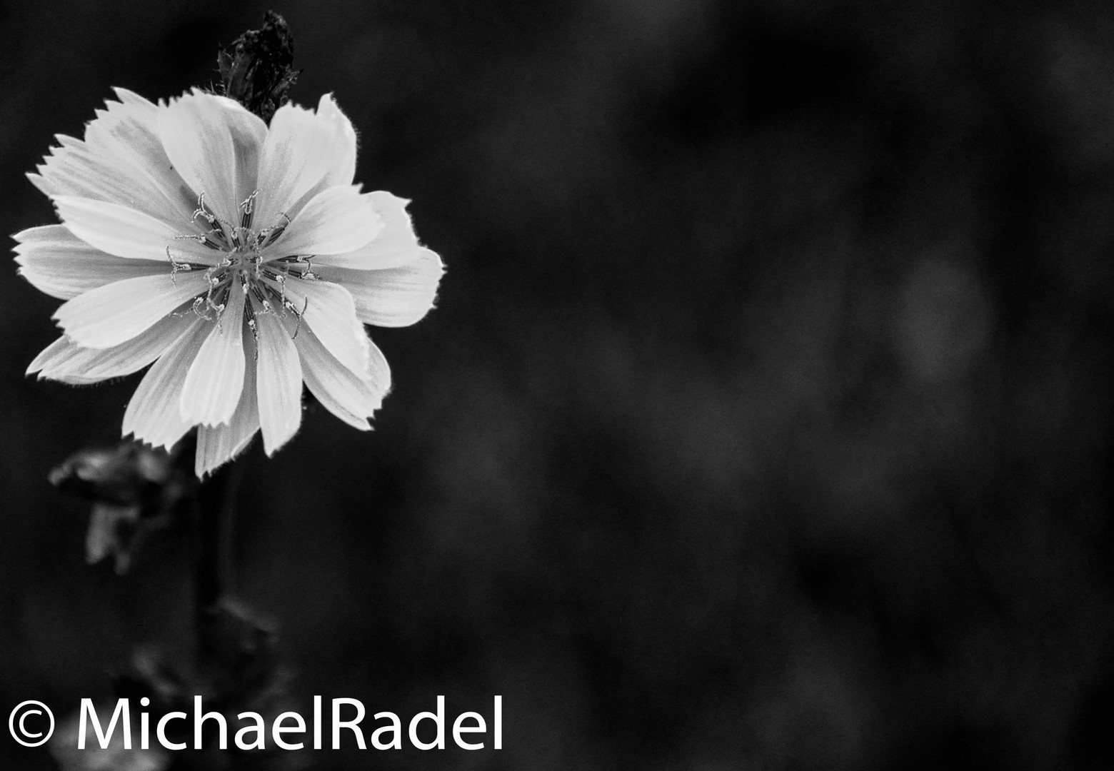 A beauty in black and white