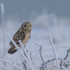 A Beauty in the Dark - Asio Flammeus