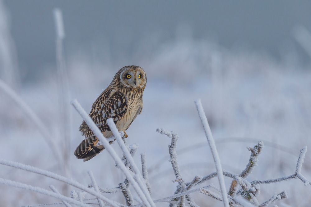 A Beauty in the Dark - Asio Flammeus