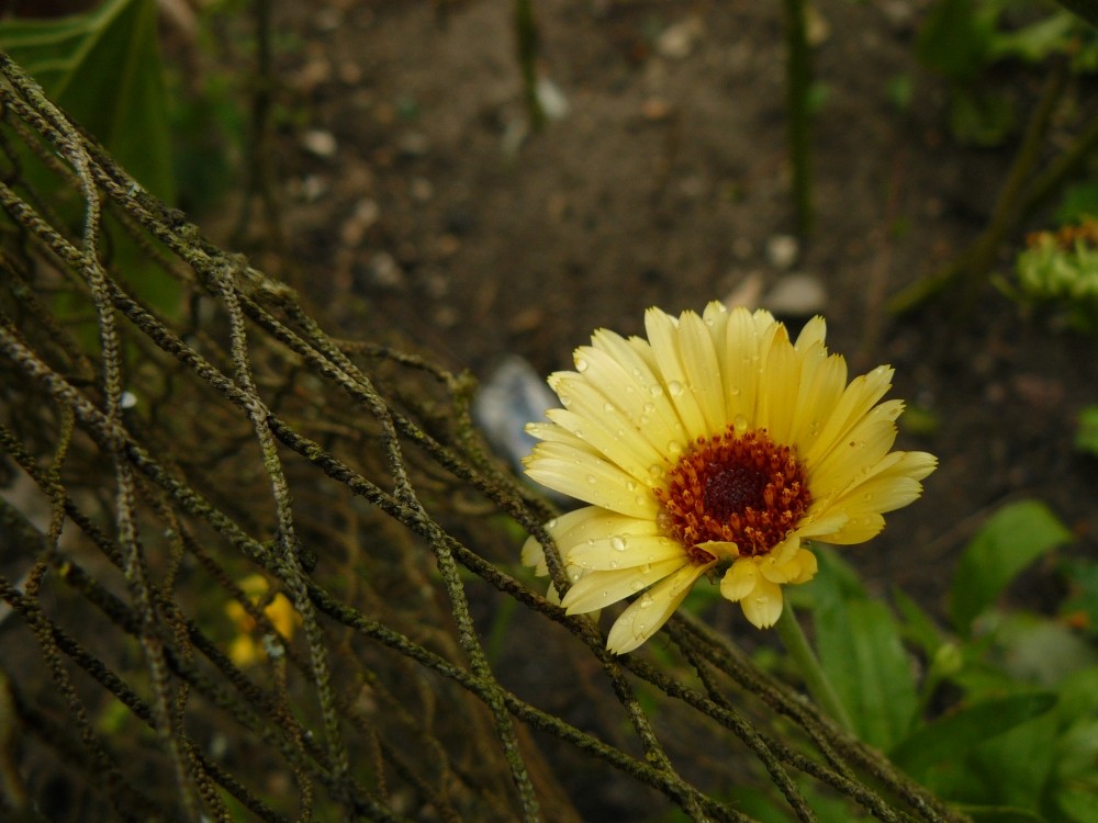 A beauty in the rain...