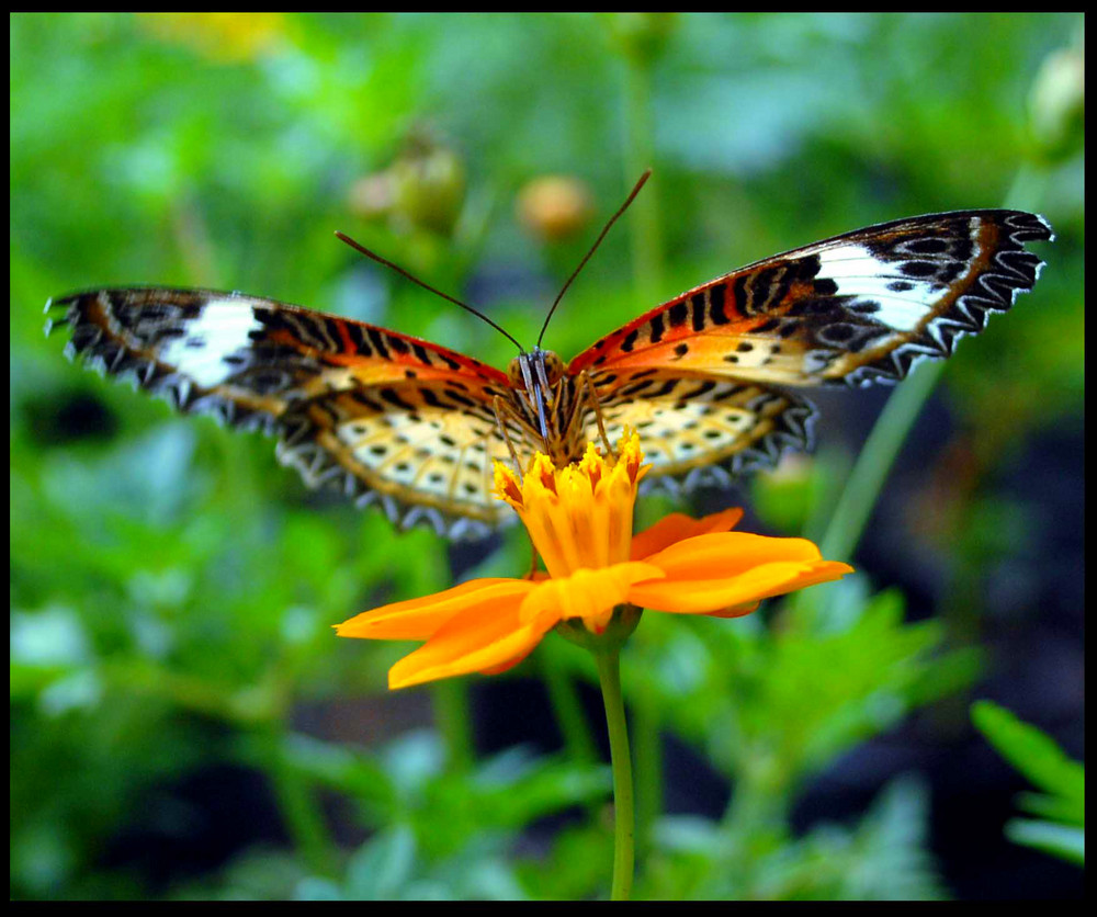 a beauty on a Flower