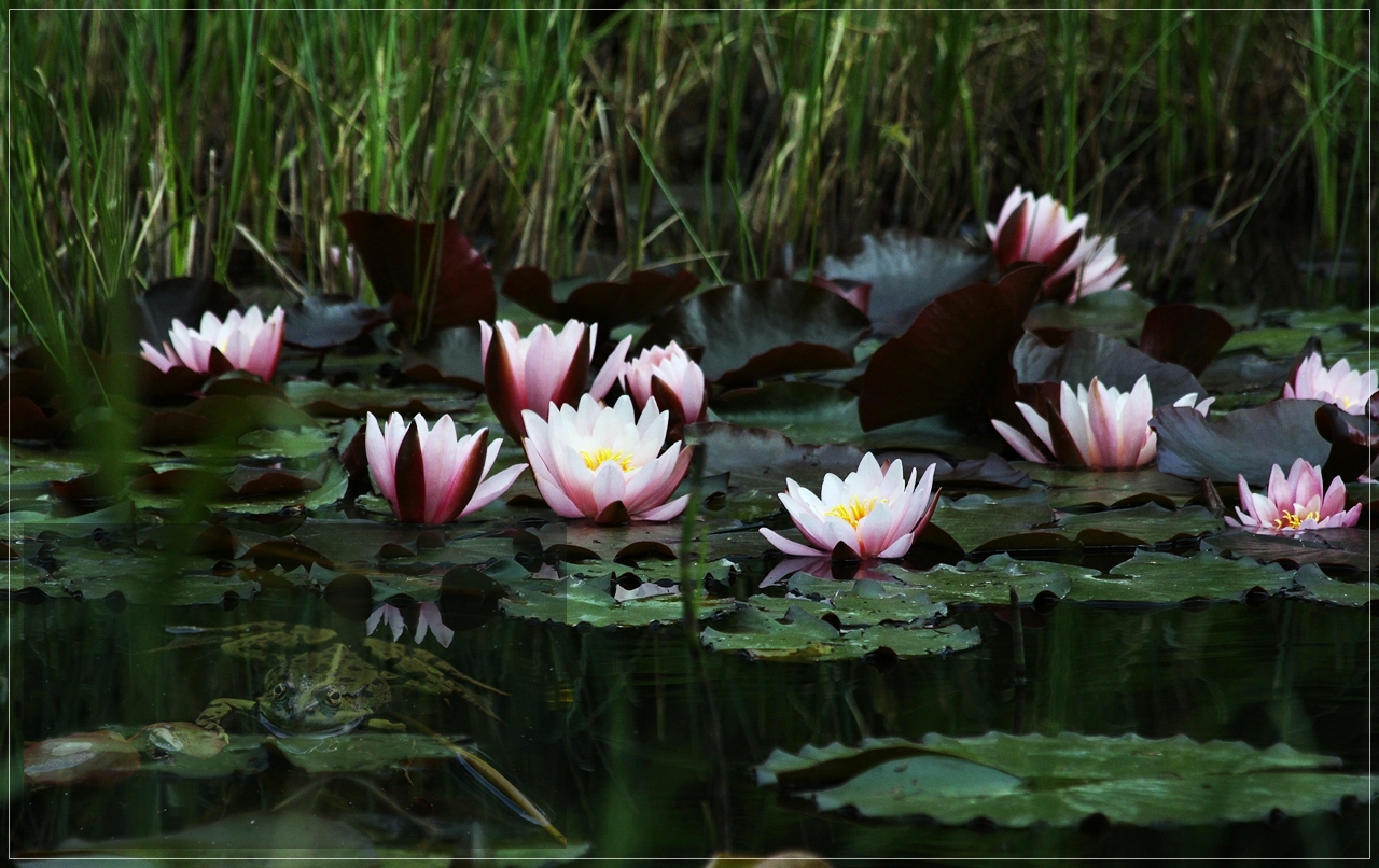 a bed of lilies