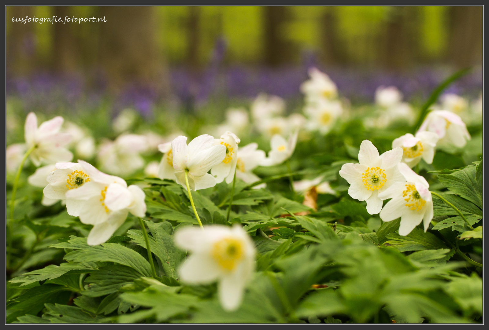 a bed of wood anemones