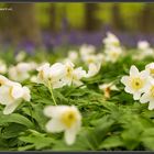 a bed of wood anemones