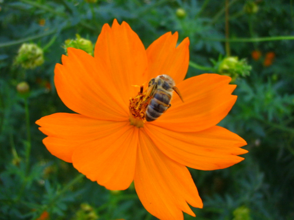 A bee at lunch