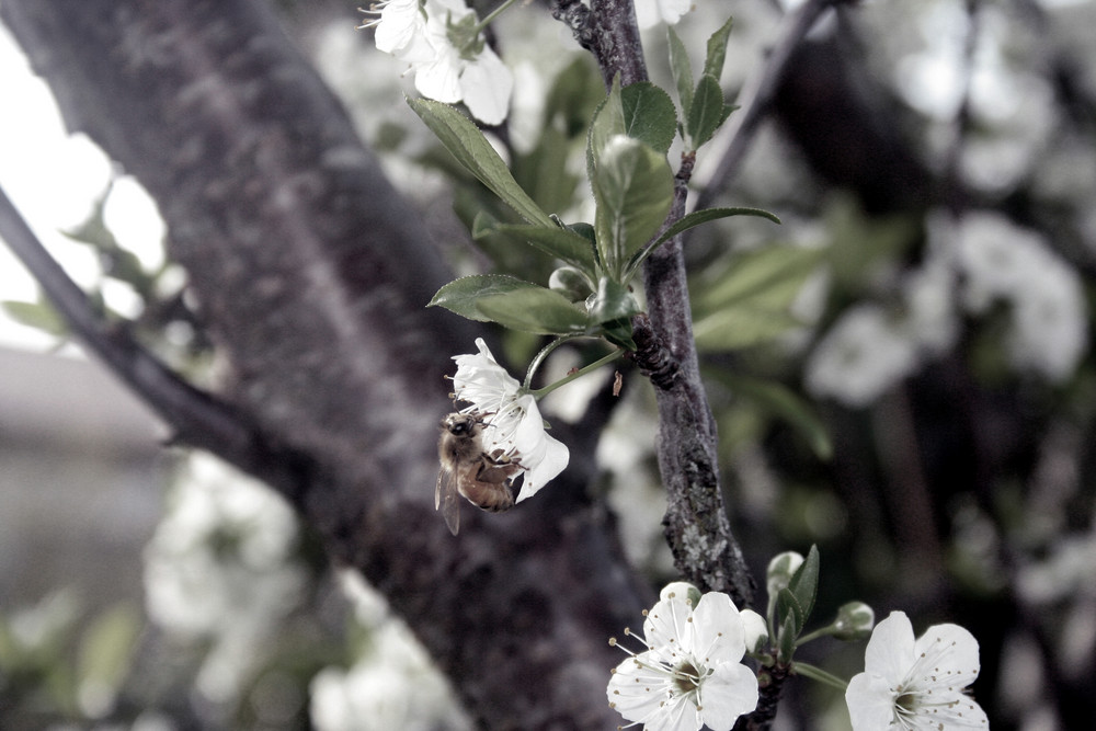 a Bee in Blossoms