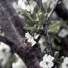 a Bee in Blossoms