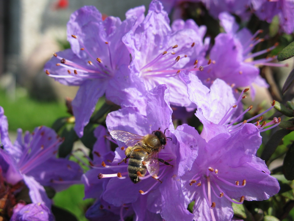 A Bee in My Flower Garden